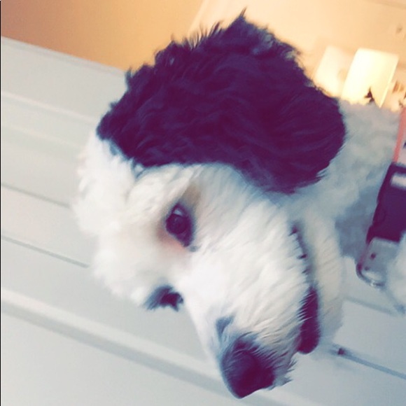 Meet your Posher, Estella - Picture 1 of 1